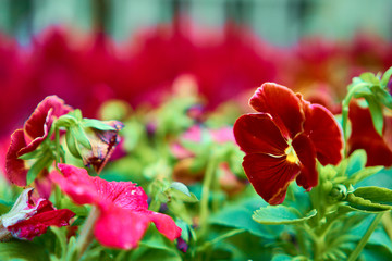 Obraz premium Red and pink flowers