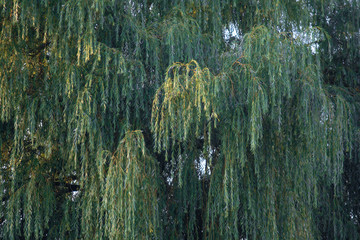 Green willow leaves and branches © Hairem
