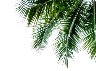 Fototapeta na wymiar green branch of coconut palm tree isolated on white background