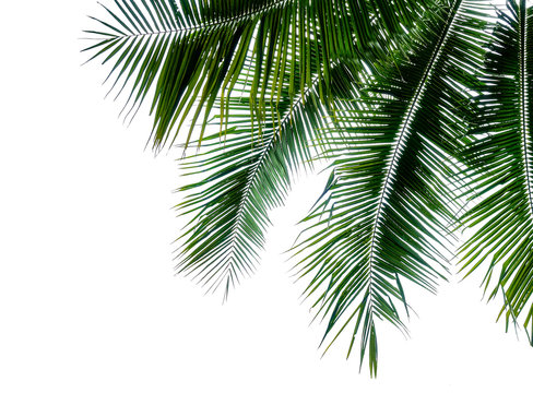green branch of coconut palm tree isolated on white background