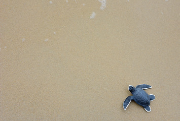 turtle baby On the beach Top view Copy space