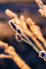 Grass frost in the fall