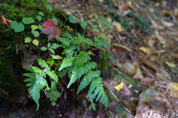 長野県・南木曽 / 自然 / 山 / 秋 / 森のイメージ