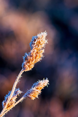 Grass frost in the fall