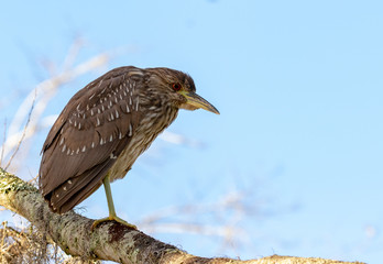 Yellow-crowned Night Heron
