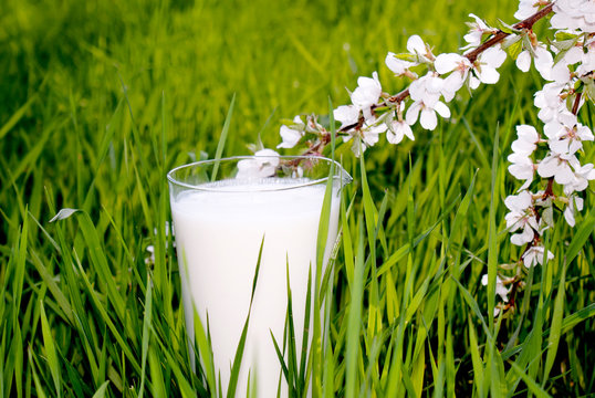 fresh milk in glass on a green spring grass