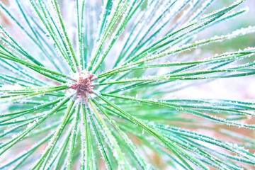 Obraz premium Coniferous branches covered with hoarfrost.