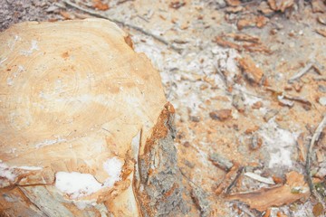 Top view of tree stump.