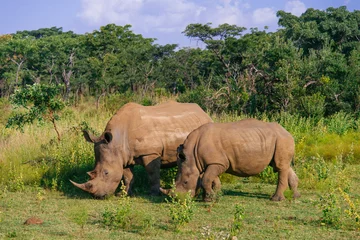 Gardinen Nashorn Creatures 024  © Ricardo Serpa