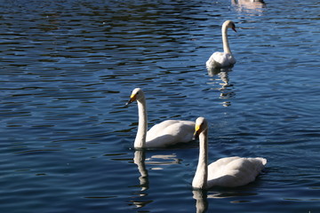 Swan birds swimming on blue reflecting water lake.