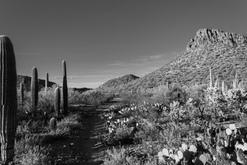 Saguaro National Park West in black and white detail. Tall cactus, cholla, prickly pear, mesquite...