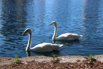 Swan birds swimming on blue reflecting water lake.