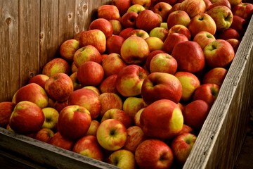 Washington Apples Harvested during autumn. Honey crisp variety is not only delicious but healthy at a Snohomish farm.