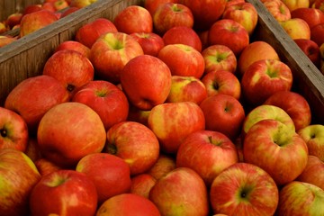 Autumn season at a farm in Snohomish, Washington is harvest time for the Honey crisp apples. Not only delicious but healthy