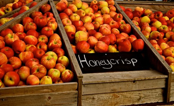 Autumn season at a farm in Snohomish, Washington is harvest time for the Honey crisp apples. Not only delicious but healthy