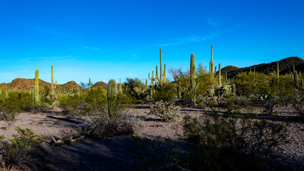 Obraz premium The Sonoran Desert, a beautiful Southwestern landscape with saguaro cactus, cholla, prickly pear and other cacti. Rocky and sandy terrain, blue skies with white clouds. Tucson, Arizona, USA.