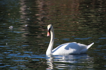 Swan birds swimming on blue reflecting water lake.