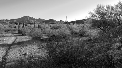 Saguaro National Park West in black and white detail. Tall cactus, cholla, prickly pear, mesquite...