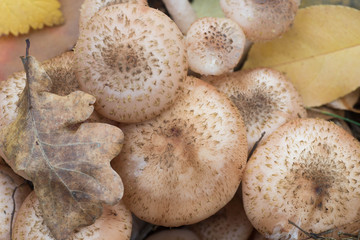armillaria ostoyae, dark honey fungus macro