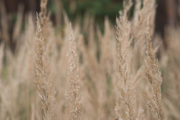 dry grass flowers macro