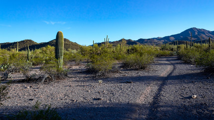 The beautiful Sonoran Desert landscape with several species of cactus including saguaro, prickly pear, cholla cacti and more. Mountains, blue sky and natural beauty. Saguaro National Park, Arizona.