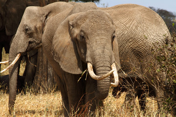 Elephant Tusker