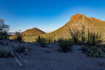 The beautiful Sonoran Desert landscape with several species of cactus including saguaro, prickly...