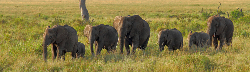 Elephants in a Line