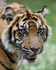 Sumatran Tiger