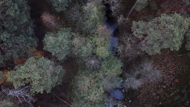 river shore trees water autumn gorge