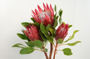 Red king protea plant on white background