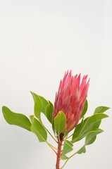 Red king protea plant on white background