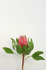 Red king protea plant on white background