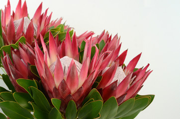 Red king protea plant on white background