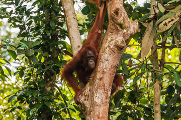 Large Borneo Orangutan in a tree