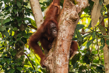Large Borneo Orangutan in a tree