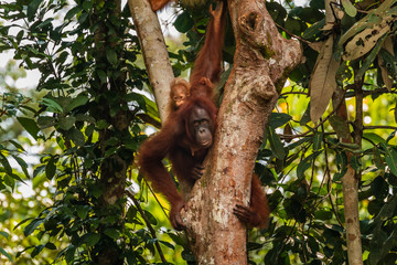 Large Borneo Orangutan in a tree © whitcomberd