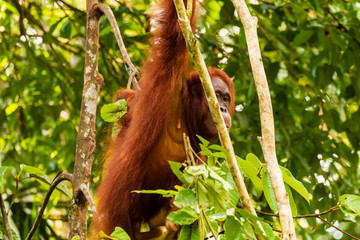 Large Borneo Orangutan in a tree