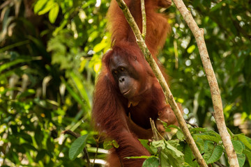Large Borneo Orangutan in a tree