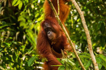 Large Borneo Orangutan in a tree