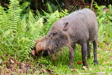 A large Bearded Pig in the Bako area of Sarawak in Malaysian Borneo