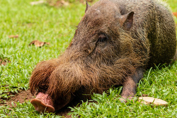 A large Bearded Pig in the Bako area of Sarawak in Malaysian Borneo
