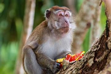 Long-tail (Crab Eating) Macaque eating from trash in the jungle of Borneo