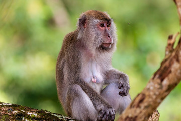 Naklejka na ściany i meble Long Tail (Crab Eating) Macaque Monkey in the rainforest at Bako, Borneo