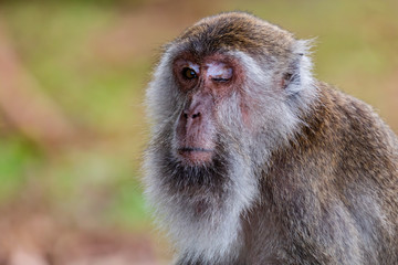 A one eyed Macaque Monkey in Sarawak, Borneo