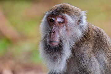 A one eyed Macaque Monkey in Sarawak, Borneo