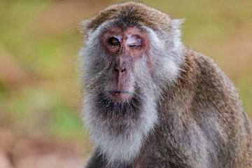 A one eyed Macaque Monkey in Sarawak, Borneo
