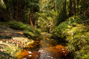 Obraz premium A dark red, Tannin stained pool and stream in a tropical rainforest (Bako, Sarawak, Borneo)