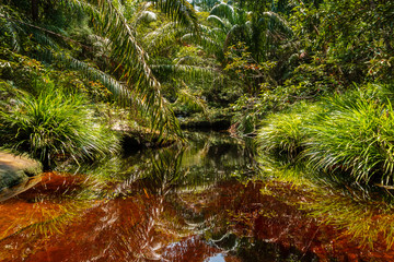 Naklejka premium A dark red, Tannin stained pool and stream in a tropical rainforest (Bako, Sarawak, Borneo)