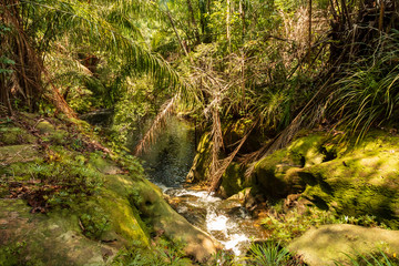 A dark red, Tannin stained pool and stream in a tropical rainforest (Bako, Sarawak, Borneo)